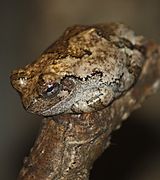 GrayTreeFrog2010.jpg