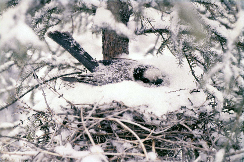 File:Gray jay on nest.jpg