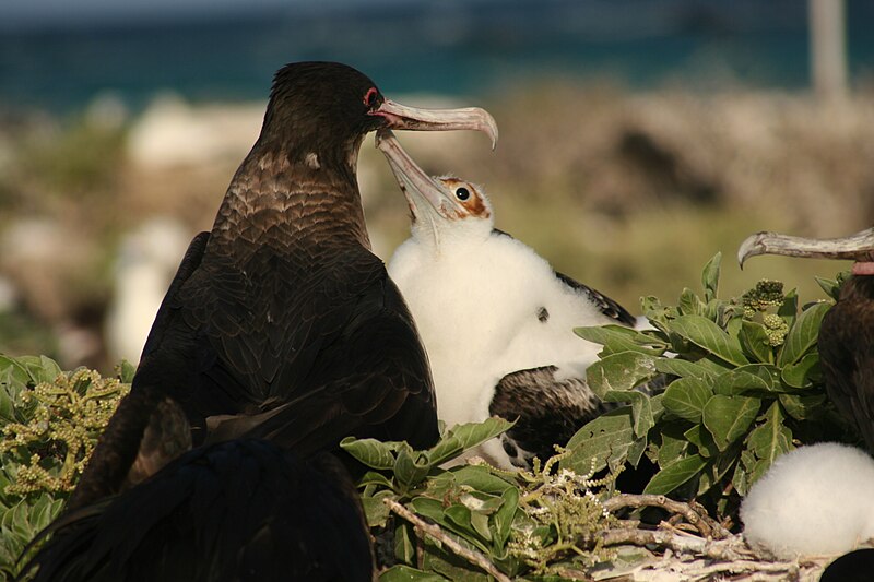 File:Great Frigatebird chick begging.JPG