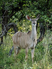 A female greater kudu Greater kudu female.jpg