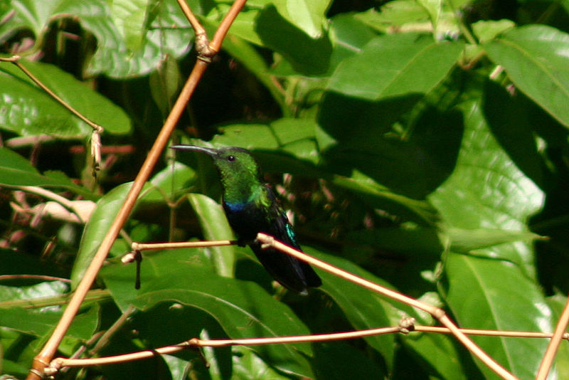 File:Green-throated carib hummingbird.jpg