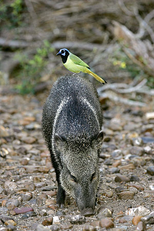 Green Jay on a Javelina or Collared Peccary