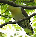 Green Pigeon 2364 (cropped).jpg