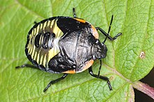 baby stink bugs green