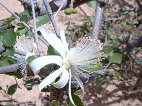 Grewia tenax , Burkina Faso