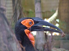 Category:Bucorvus leadbeateri in Jurong Bird Park - Wikimedia Commons