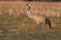 Grus grus (Common Crane)