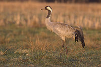 Common crane, occasional on migration. Grus grus 1 (Marek Szczepanek).jpg