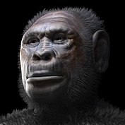 Dmanisi Hominins