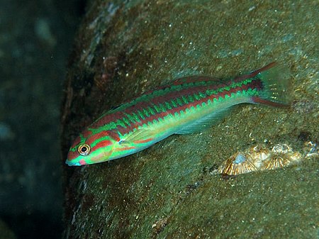 Thalassoma quinquevittatum