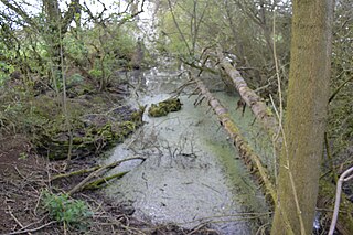 Halls Quarry Site of Special Scientific Interest in Essex, England