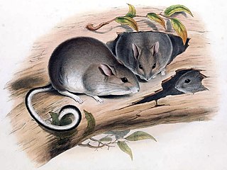White-footed rabbit-rat Extinct species of rodent