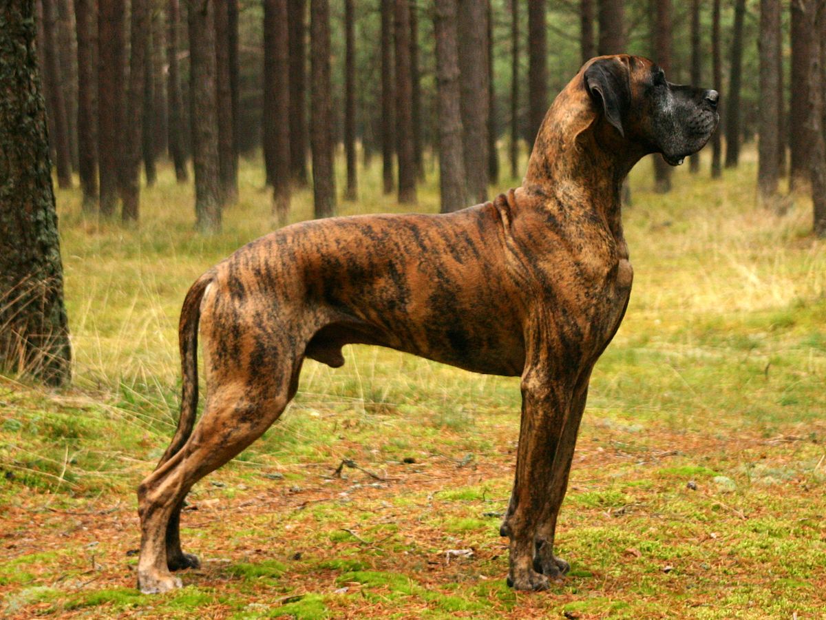 Dog breeds with sales tiger stripes