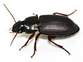 Harpalus affinis WP - (kerbtier.de: Art sicher) Category in Commons