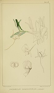 plate 4 Angraecum conchiferum