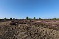 Heide im Naturschutzgebiet Kleine Schorfheide