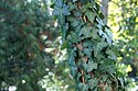 Hedera helix 