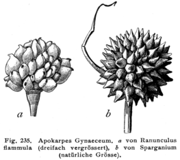 Apokarp ginőceumokból kialakuló termések: a – boglárkafélék családja; b – békabuzogányfélék családja
