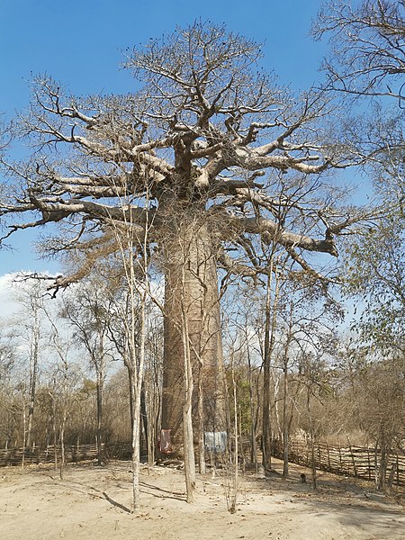 File:Heiliger baobab T8 2019-10-06 - 6.jpg