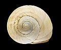* Nomination: Helix engaddensis Bourguignat, 1852 Height 3.3 cm; Originating from Tulkarm (West Bank) about 20 km east of Netanya, Israel; Shell of own collection, therefore not geocoded. --Llez 21 January 2021 (UTC) * * Review needed