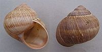 Two shells of Helix pomatia Helix pomatia-Nl2H.jpg