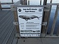 Help North Atlantic Right Whales sign, Belfast, Maine.jpg