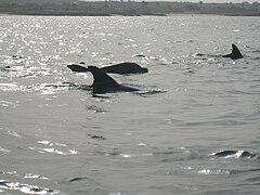 Dolphins in the strait between Qeshm and Hengam Island.