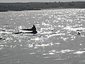 Hengam Dolphins (7).jpg