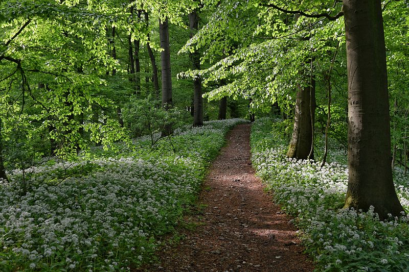 File:Hermannsweg im Teutoburger Wald.jpeg