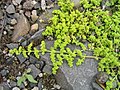 2006年1月4日 (水) 20:59時点における版のサムネイル