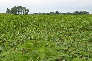 Industrial hemp farm outside Southminster Highless Hemp - geograph.org.uk - 181066.jpg