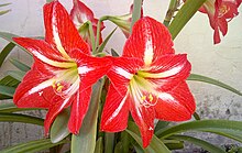 Hippeastrum flowers showing stamens above the style (with its terminal stigma) Hippeastrum-1.jpg