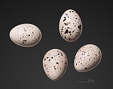 Eggs, Collection MHNT Hippolais olivetorum MHNT ZOO 2010 11 201 Attique.jpg