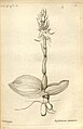 Satyrium amoenum (as syn. Diplectrum amoenum) plate 22 in: A.A. Du Petit-Thouars: Histoire particulière des plantes Orchidées (1822)