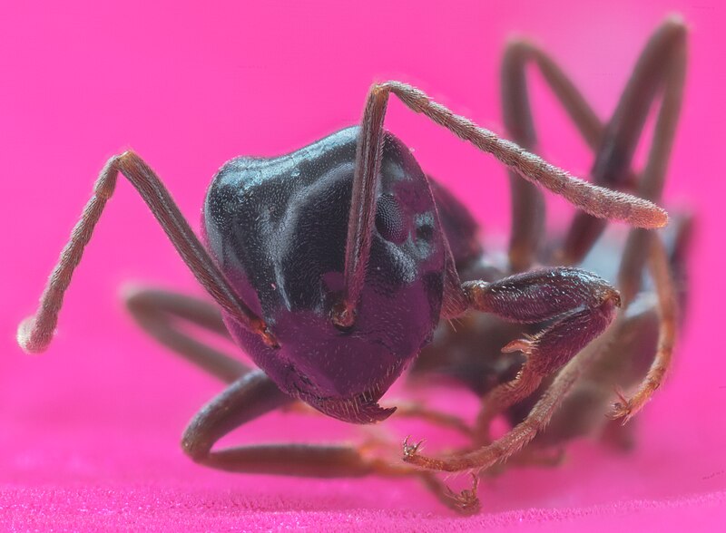 File:Hormiga faraón (Monomorium pharaonis), Hartelholz, Múnich, Alemania, 2020-06-21, DD 20-28 FS.jpg