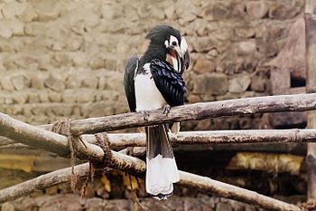 Hornbill at Nagaland Zoological Park.jpg