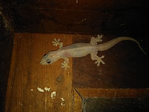 House Lizard.jpg