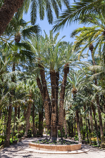 File:Huerto del Cura, Elche, España, 2014-07-05, DD 24.JPG