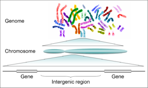 Human genome to genes
