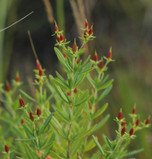 Hypericum kalmianum fruit.png