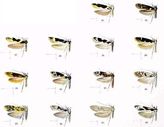 <i>Hyposmocoma domicolens</i> species of insect