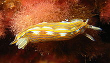 Hypselodoris villafranca.JPG