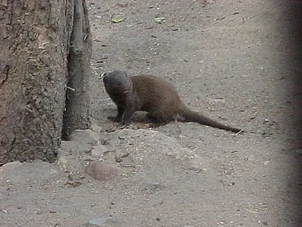 Playful Dwarf mongoose nearby a camp site