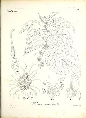 Iconographia generum plantarum (11464999833).jpg