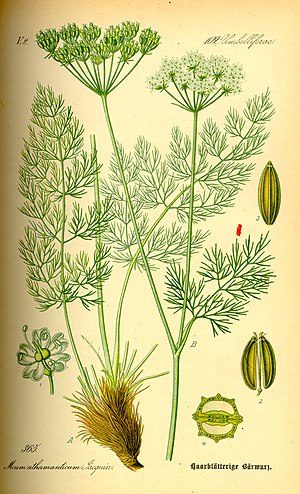 Illustration Meum athamanticum0.jpg