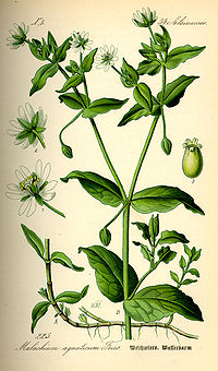 Illustration_Stellaria_aquatica0.jpg