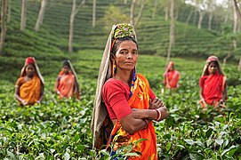 Cueilleuses de thé dans une plantation. La plupart des travailleurs sont soit originaires d'Orissa ou issus de tribus locales.