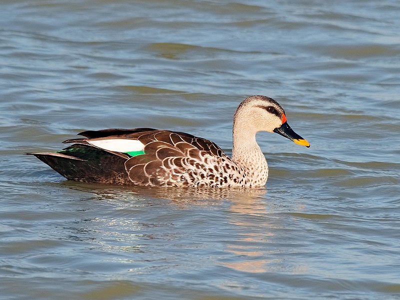 File:Indian Spot-billed duck.jpg