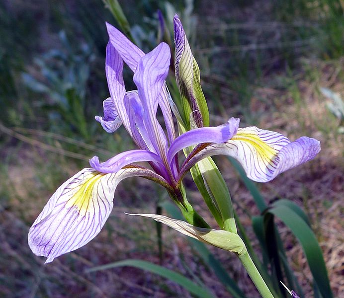 File:Iris missouriensis, Western Blue Flag Iris - Flickr - gailhampshire.jpg