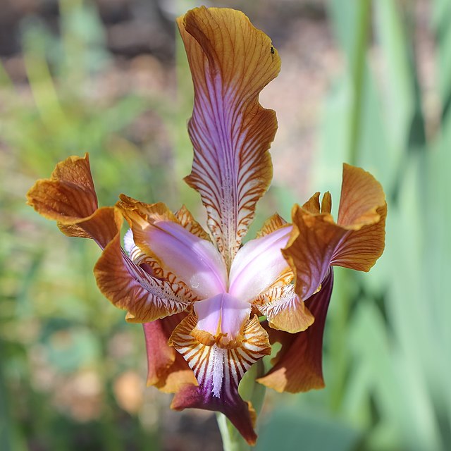 Iris (plant) - Wikipedia